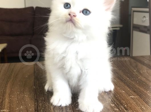 2 Aylık Çok Sevimli Erkek Yavrumuz görsel