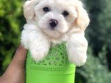 Dizayn Irk Maltıpoo Yavrularımız