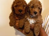 Anne Altından Toy Poodle Kardeşler