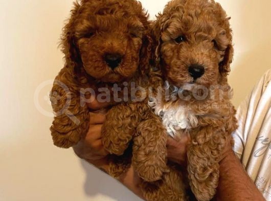Anne Altından Toy Poodle Kardeşler