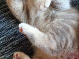 Scottish Fold Erkek Ve Scottish Straight Erkek
