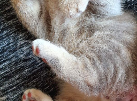 Scottish Fold Erkek Ve Scottish Straight Erkek görsel