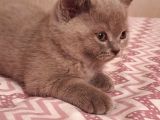 Scottish Fold Erkek Ve Scottish Straight Erkek