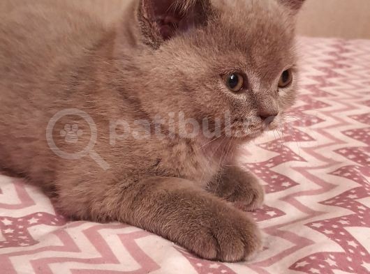 Scottish Fold Erkek Ve Scottish Straight Erkek görsel