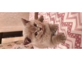 Scottish Fold Erkek Ve Scottish Straight Erkek