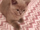 Scottish Fold Erkek Ve Scottish Straight Erkek