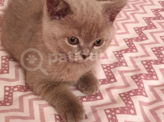 Scottish Fold Erkek Ve Scottish Straight Erkek görsel