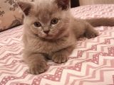 Scottish Fold Erkek Ve Scottish Straight Erkek