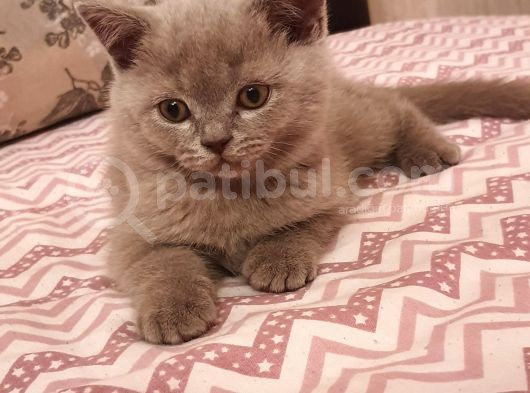 Scottish Fold Erkek Ve Scottish Straight Erkek görsel