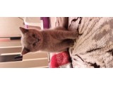 Scottish Fold Erkek ve Scottish Straight Erkek
