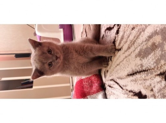 Scottish Fold Erkek Ve Scottish Straight Erkek