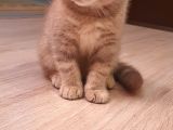 Scottish Fold Erkek Ve Scottish Straight Erkek