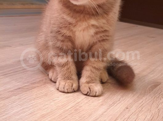 Scottish Fold Erkek Ve Scottish Straight Erkek görsel