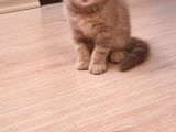 Scottish Fold Erkek Ve Scottish Straight Erkek