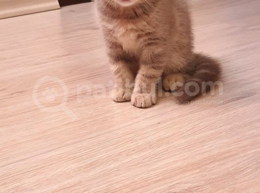 Scottish Fold Erkek Ve Scottish Straight Erkek görsel