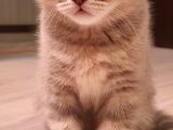 Scottish Fold Erkek Ve Scottish Straight Erkek