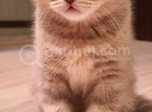 Scottish Fold Erkek Ve Scottish Straight Erkek görsel