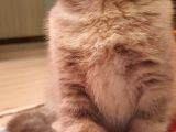 Scottish Fold Erkek Ve Scottish Straight Erkek