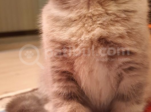 Scottish Fold Erkek Ve Scottish Straight Erkek görsel