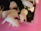 Kaslı İri Kafa Dogo Argentino Yavrular
