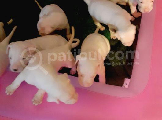 Kaslı İri Kafa Dogo Argentino Yavrular görsel