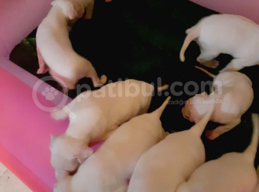 Kaslı İri Kafa Dogo Argentino Yavrular görsel