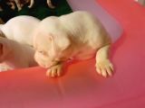 Kaslı İri Kafa Dogo Argentino Yavrular
