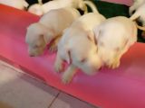 Kaslı İri Kafa Dogo Argentino Yavrular