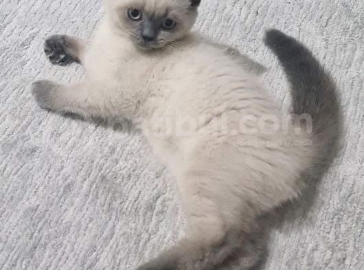 Mükemmel Uyumlu Çift görsel