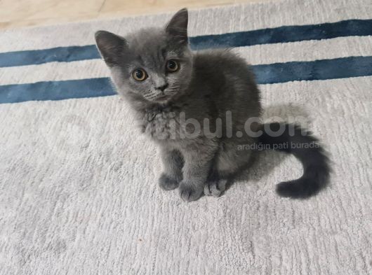 Mükemmel Uyumlu Çift görsel