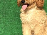 Poodle Yavrularımız Gelmiştir