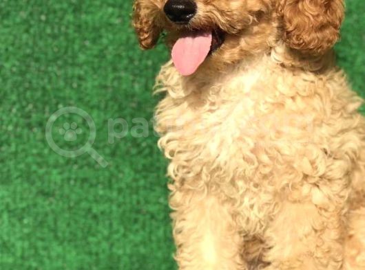 Poodle Yavrularımız Gelmiştir