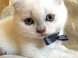 3 Aylık Saf Scottish White Teddy Erkek Bebek