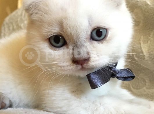 3 Aylık Saf Scottish White Teddy Erkek Bebek görsel