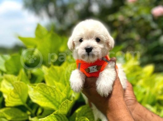 Anne Altından Maltes Terrier görsel
