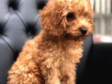 Poodle Yavrularımız Gelmiştir