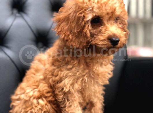 Poodle Yavrularımız Gelmiştir