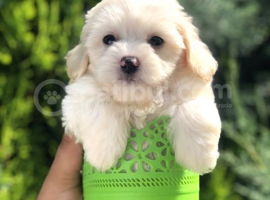 Dizayn Irk Maltıpoo Yavrularımız görsel