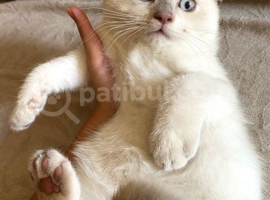 3 Aylık Saf Scottish White Teddy Erkek Bebek görsel