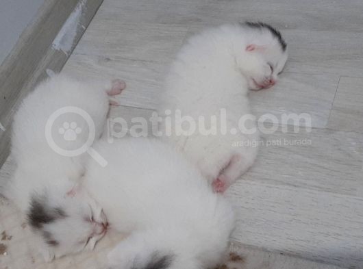 Schotish Fold Ve British Yavrularım görsel