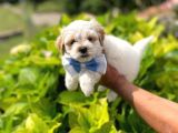 Yakışıklı Maltipoo