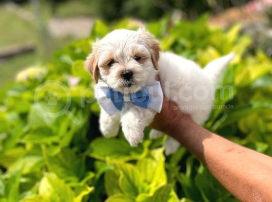 Yakışıklı Maltipoo görsel