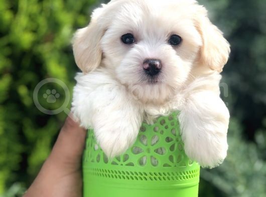 Dizayn Irk Maltıpoo Yavrularımız görsel