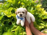 Yakışıklı Maltipoo