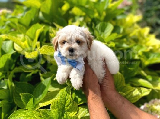 Yakışıklı Maltipoo görsel