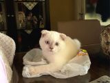 3 Aylık Saf Scottish White Teddy Erkek Bebek