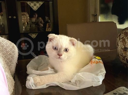 3 Aylık Saf Scottish White Teddy Erkek Bebek görsel