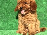 Poodle Yavrular Gelmiştir