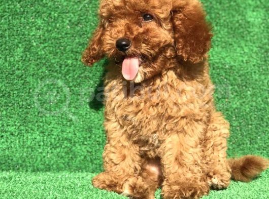 Poodle Yavrular Gelmiştir