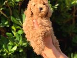 Poodle Yavrularımız Gelmiştir